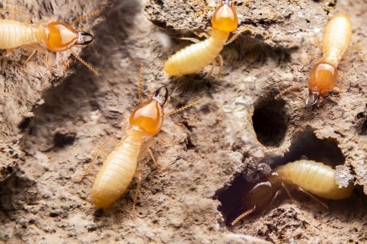 Termites se nourrissant de bois