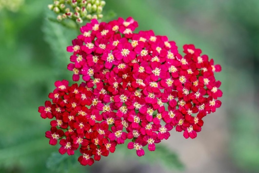 Des fleurs d'achillée rouges