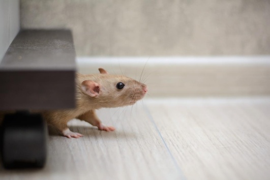 les souris arrivent dans nos maisons à l'automne