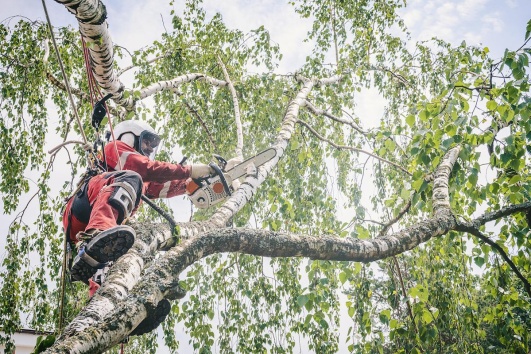 elagueur professionnel qui intervient sur un arbre malade