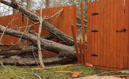 arbre tombé sur une cloture