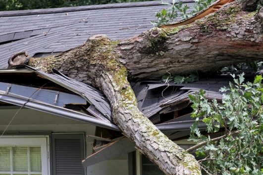 Arbre tombé sur une maison car l'abattage n'a pas été effectué par un professionnel