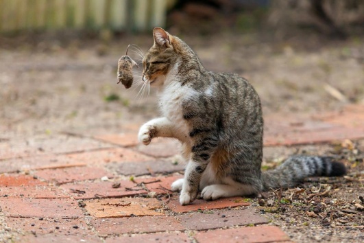 chat qui joue avec un mulot