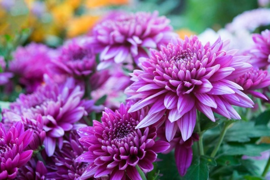 chrysantheme fleurs automnales