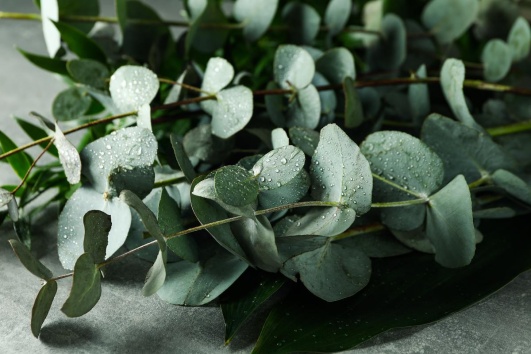 eucalyptus pour eloigner les mulots