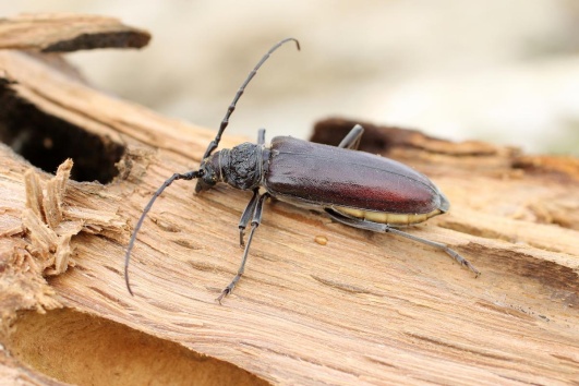 insecte-xylophage-capricorne-des-maisons