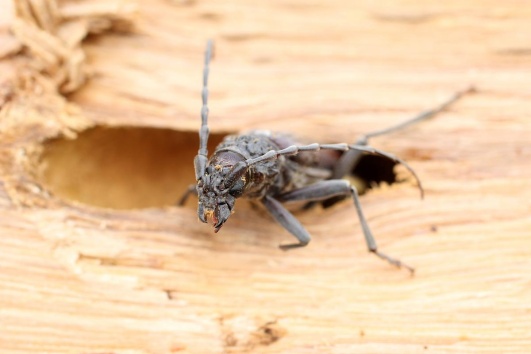 insecte-xylophage-capricorne