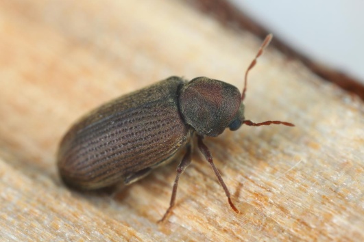insecte-xylophage-petite-vrillette-bois