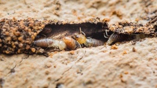 insecte-xylophage-termites