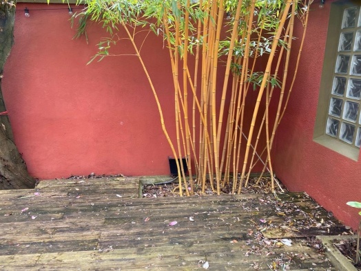 terrasse en bois envahie de bambous