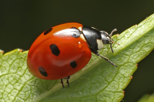 coccinelle