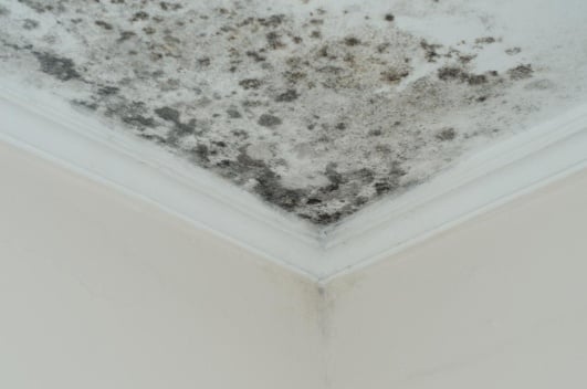 plafond moisi angle comment reagir