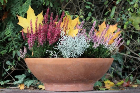 Bruyère et leucophyta en pot