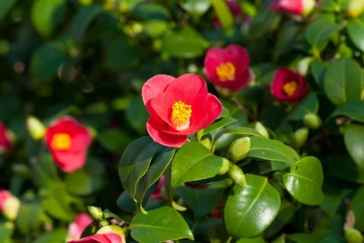 camelia