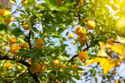 citronnier arbre