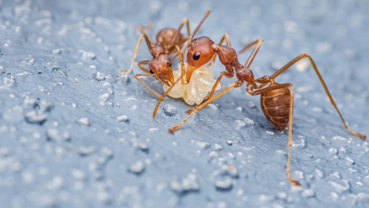 deux-fourmis-électriques