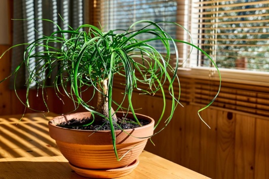 plante-dépolluante-beaucarnea