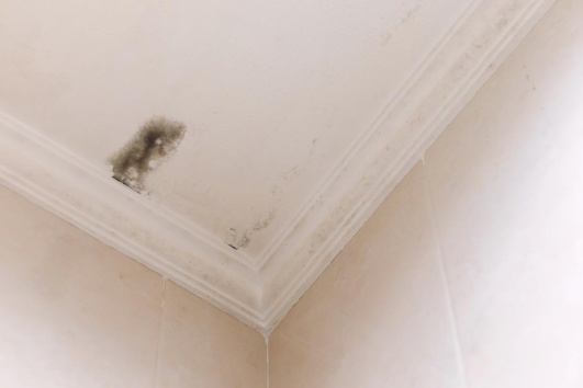 tache de moisi sur le plafond comment la traiter a quel pro faire appel