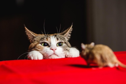 un chat guette une souris