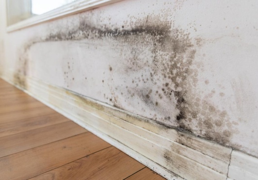 moisissure mur de chambre comment le traiter