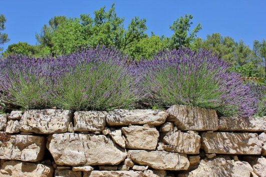 mur-pierre-seche-lavande