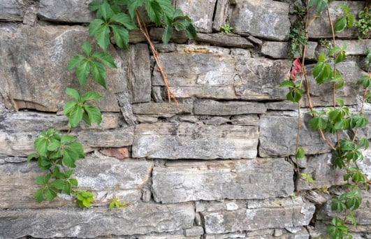 mur-pierre-seche-plante