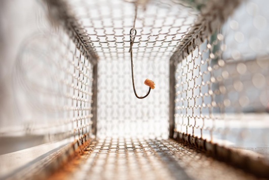 cage piège à rat