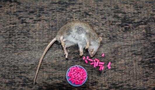 rat mort aux rats