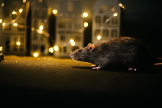 rat en ville la nuit