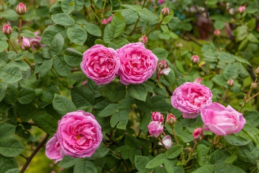 Rosier ancien centifolia