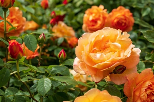 rosiers orange