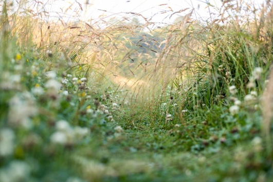 Chemin de campagne avec herbes folles