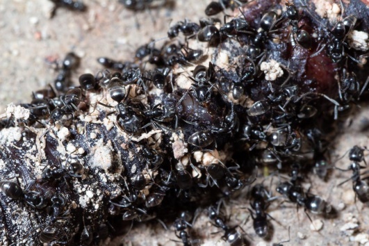 Fourmis Tapinoma magnum dévorent un ver mort