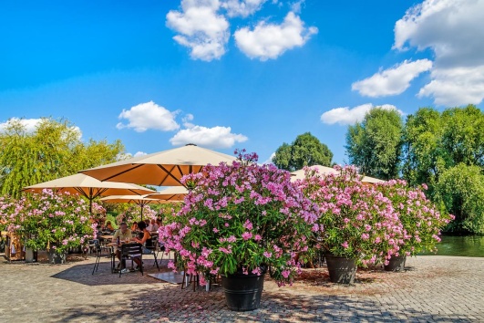 Terrasse avec lauriers roses