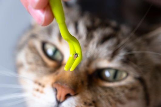 Tire-tiques chat