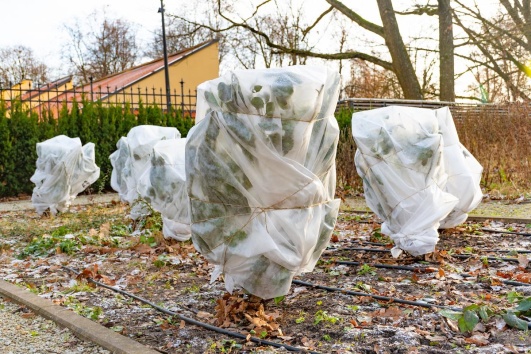 Voiles plastiques de protection sur arbustes