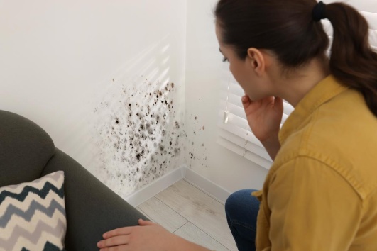 probleme dhumidite dans votre maison faites appel a un professionnel