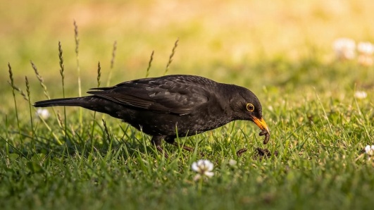 merle sur la pelouse d'un jardin