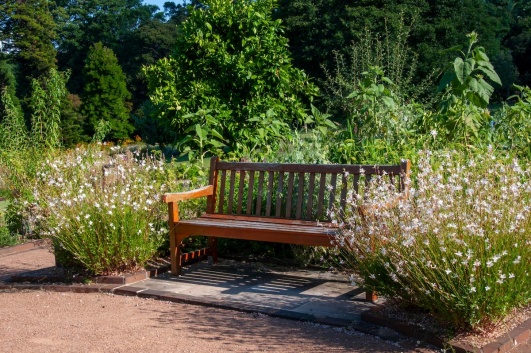 Banc entouré de gauras