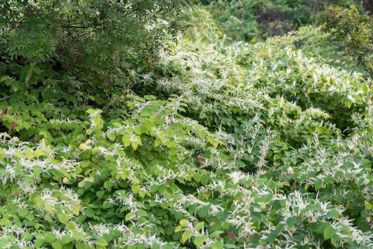 Buisson de renouées du Japon