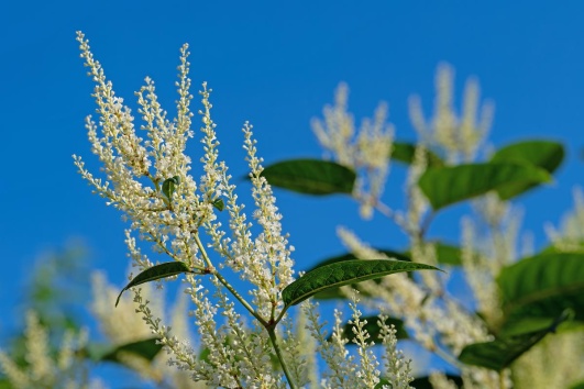 Fleurs de renouée du Japon