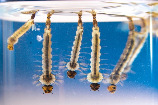 Larves de moustique tigre