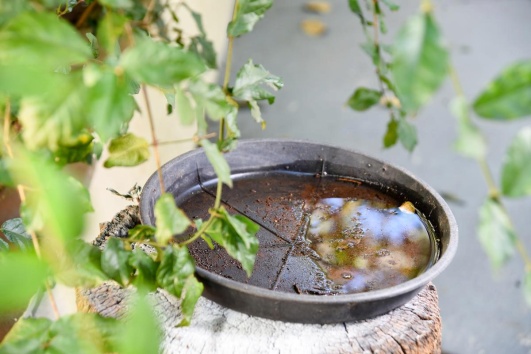Soucoupe avec eau stagnante