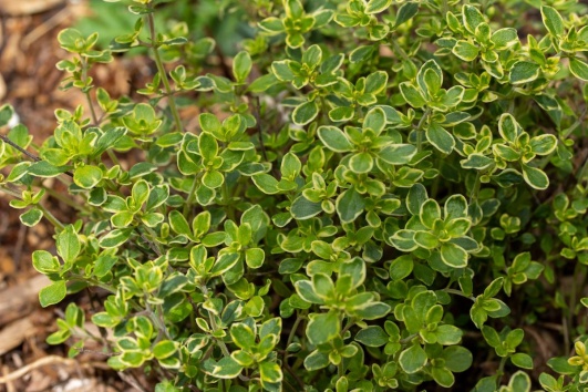Thym citron