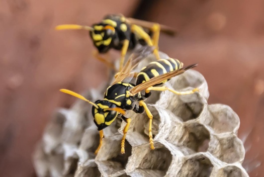 Zoom sur les guepes
