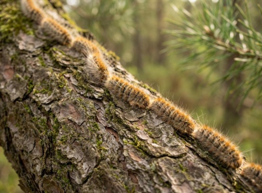 chenille processionnaire 