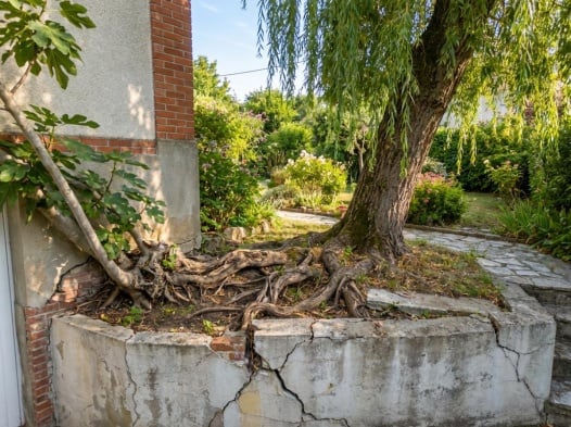racines envahissantes d'un saule pleureur
