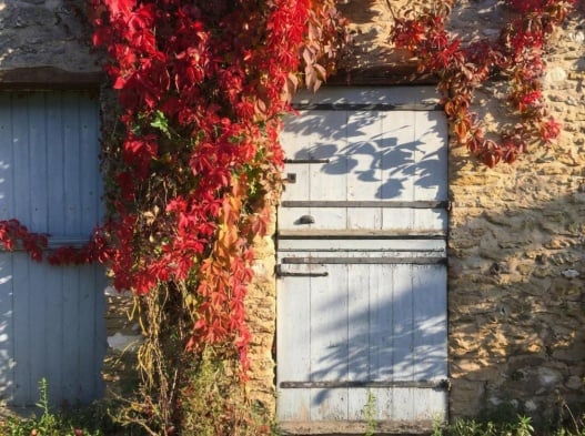 vigne sur mur en pierre