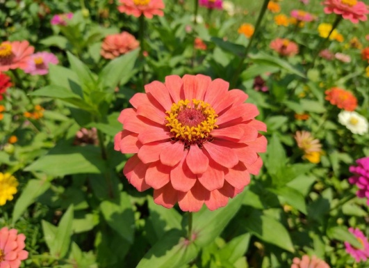 zinnia
