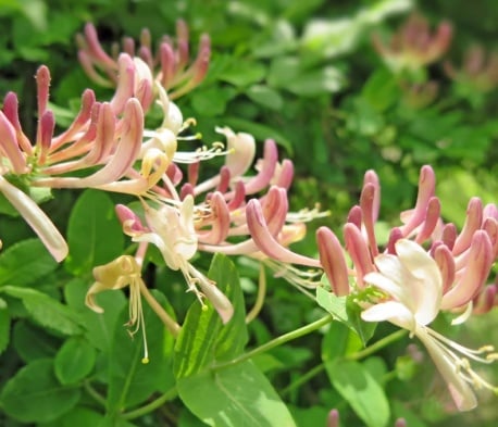 chevrefeuille
